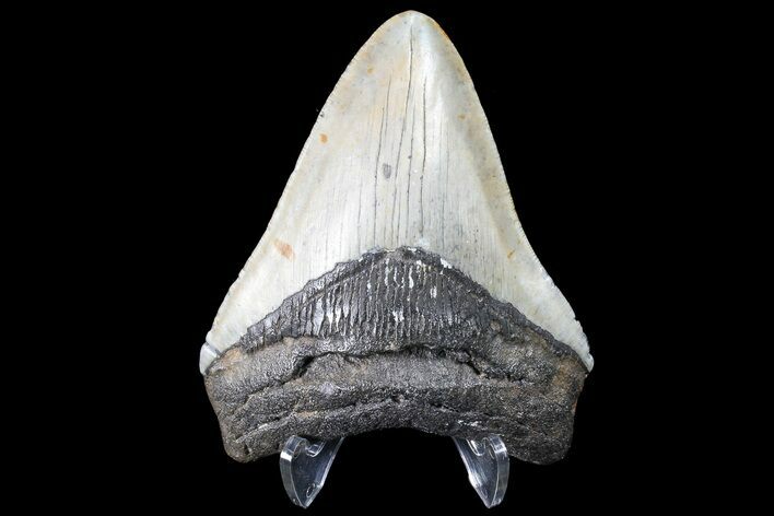 Megalodon Tooth - North Carolina #83967